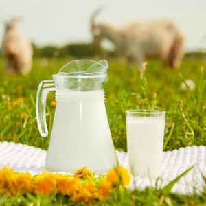 Молоко КОЗЬЕ цельное 3,4-6%